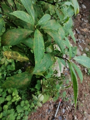 Hydrangea chinensis