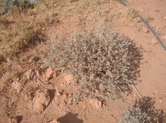 Atractylis serratuloides