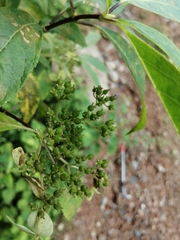 Hydrangea chinensis