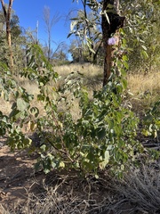 Gossypium sturtianum