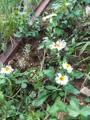 Erigeron coulteri
