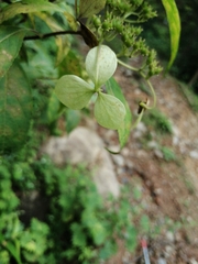 Hydrangea chinensis