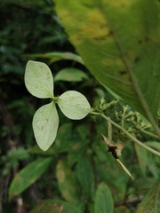 Hydrangea chinensis
