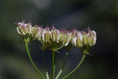 Laserpitium peucedanoides