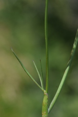 Laserpitium peucedanoides
