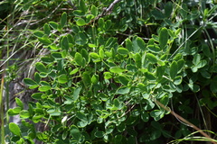 Cytisus emeriflorus