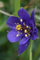 Aquilegia confusa