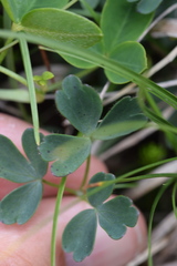 Aquilegia confusa