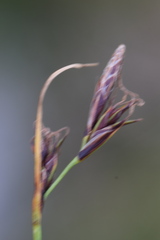 Carex mucronata