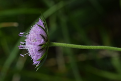 Scabiosa velenovskiana
