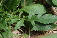 Scabiosa velenovskiana