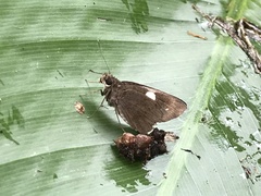 Notocrypta paralysos