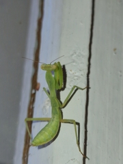 Hierodula transcaucasica