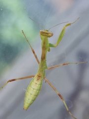 Hierodula transcaucasica