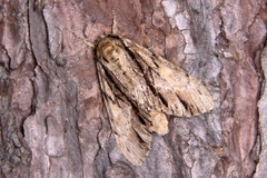 Shaka atrovittatus