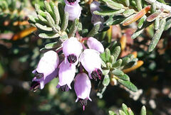 Erica multiflora