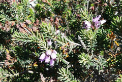 Erica multiflora