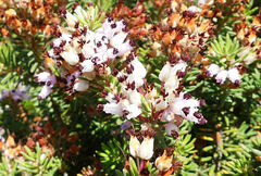 Erica multiflora