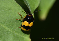 Cryptocephalus formosanus