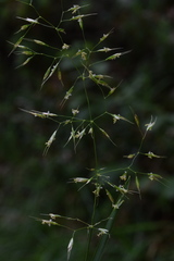 Trisetum alpestre