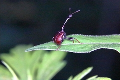 Paracycnotrachelus chinensis