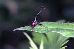Paracycnotrachelus chinensis