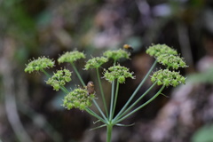 Laserpitium gaudinii