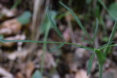 Laserpitium gaudinii