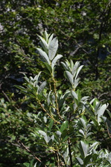 Salix glabra