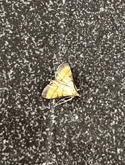 Cnaphalocrocis pauperalis