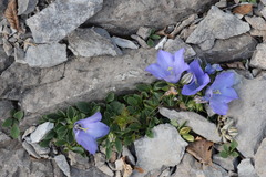 Campanula raineri