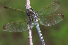 Orthetrum lineostigma