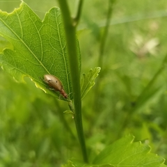 Cerogria quadrimaculata