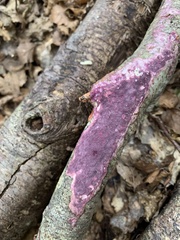 Byssomerulius psittacinus