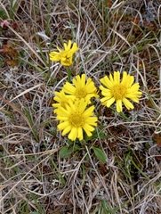 Tephroseris integrifolia atropurpurea