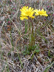 Tephroseris integrifolia atropurpurea