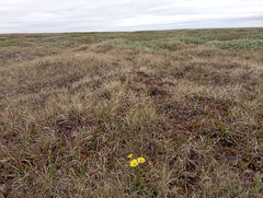 Tephroseris integrifolia atropurpurea