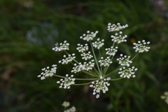 Peucedanum austriacum