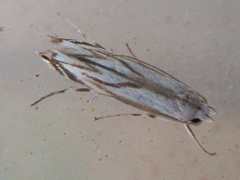 Polyhymno pontifera