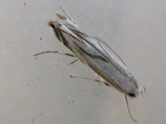 Polyhymno pontifera