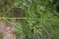 Peucedanum austriacum