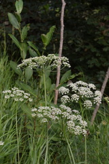 Peucedanum austriacum