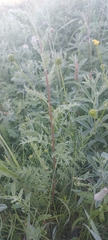 Artemisia tanacetifolia