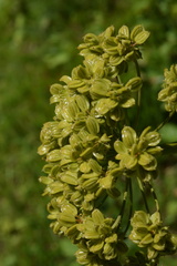 Molopospermum peloponnesiacum