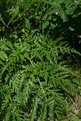 Molopospermum peloponnesiacum