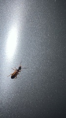 Leptotrachelus dorsalis