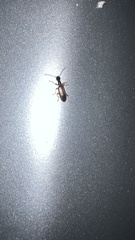 Leptotrachelus dorsalis