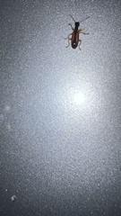 Leptotrachelus dorsalis