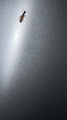 Leptotrachelus dorsalis