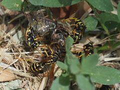 Polistes